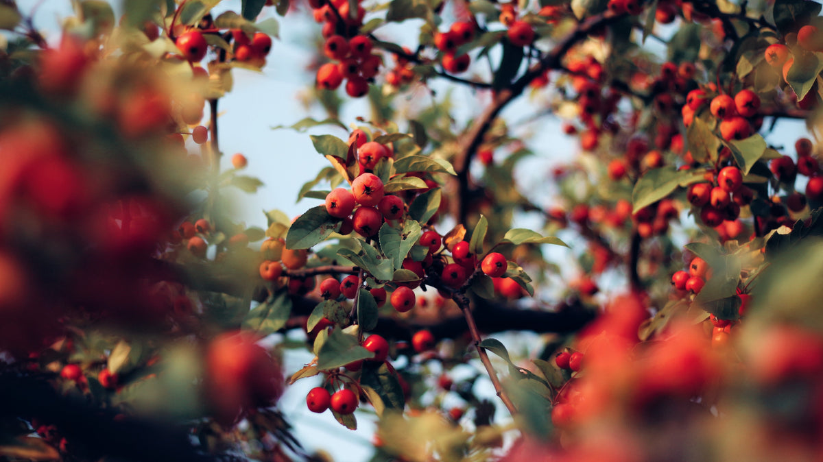 Rosehips On Toast