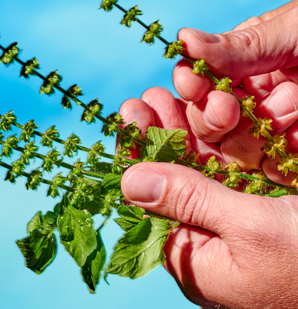 7 Herbs for Stress Management