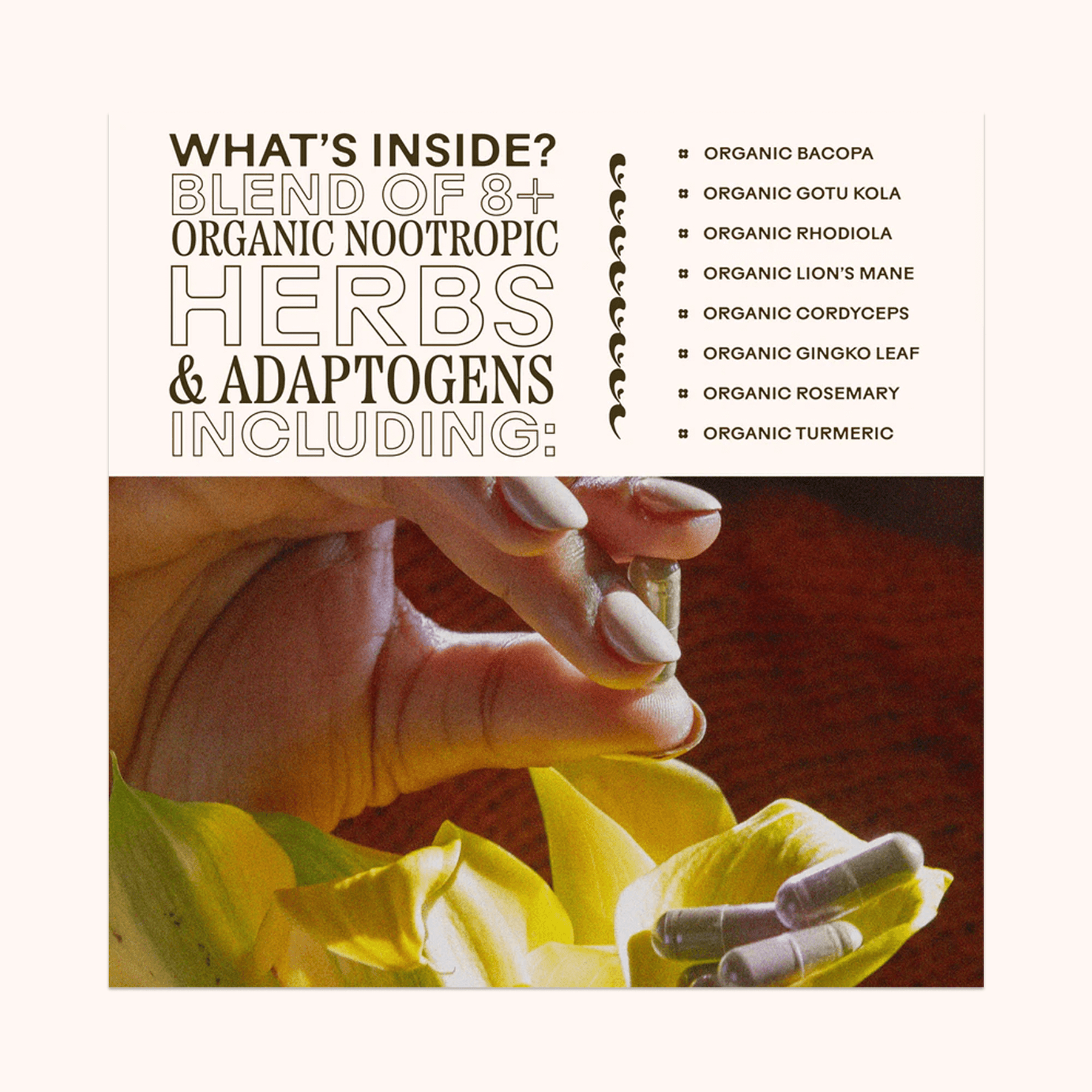organic nootropic herbs and adaptogens on a white background